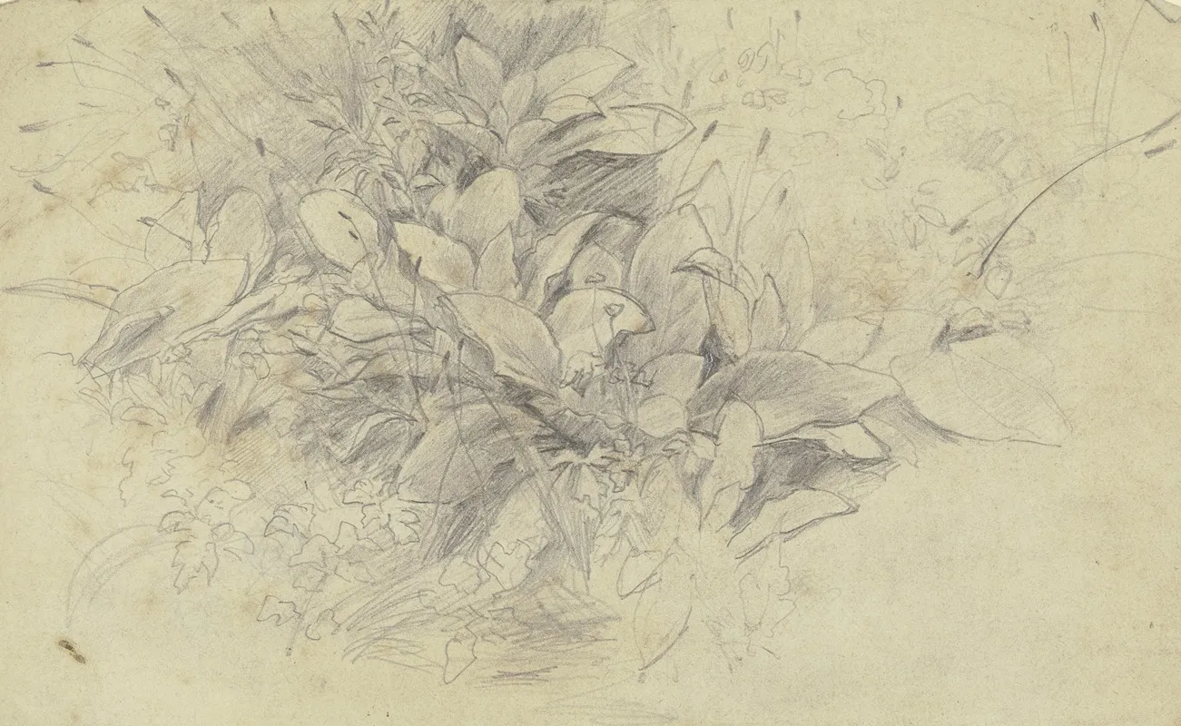 Study Of Plants