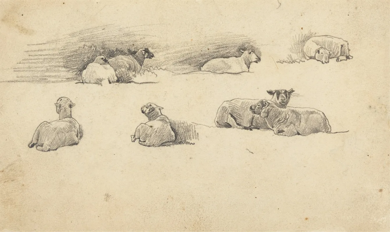 Study Of Sheep