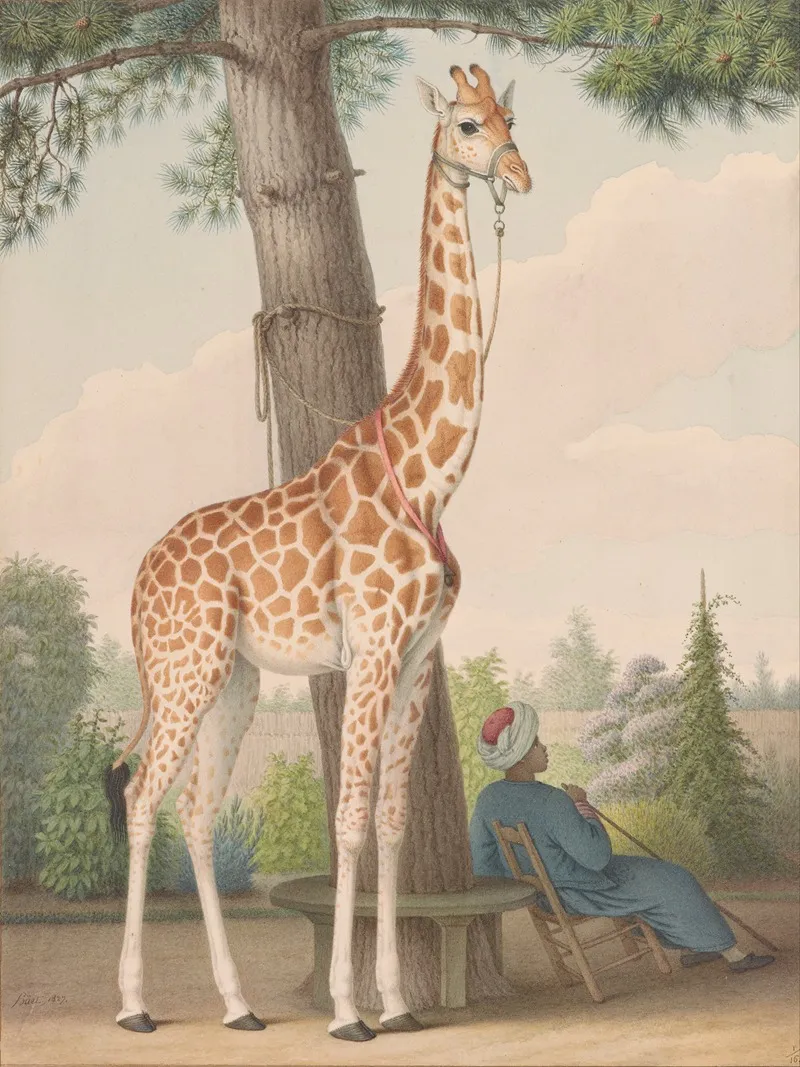 Study Of The Giraffe Given To Charles X By The Viceroy Of Egypt Wall Art by Nicolas Huet The Younger - High-Resolution Digital Print