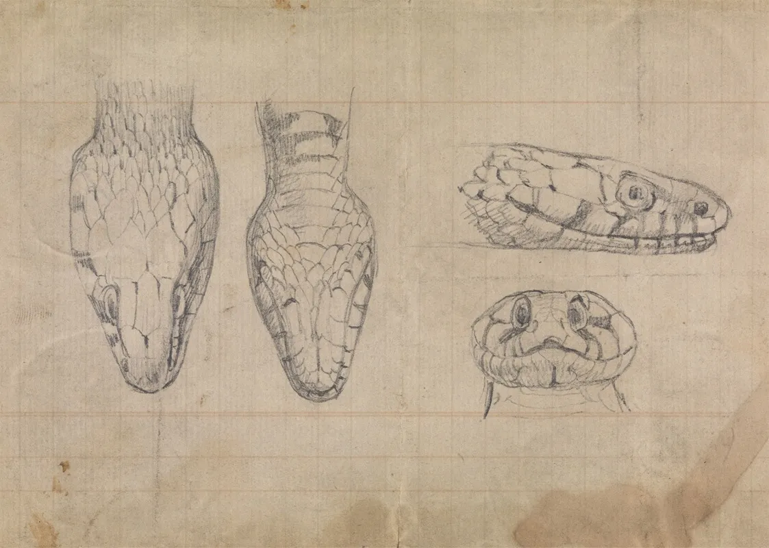 Study Of The Head Of A Snake Wall Art by Robert Smirke - High-Resolution Digital Print
