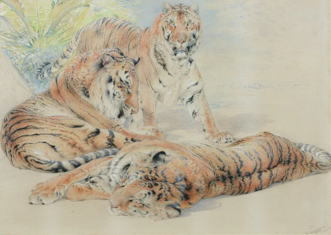 Study Of Tigers Wall Art by William Huggins - High-Resolution Digital Print