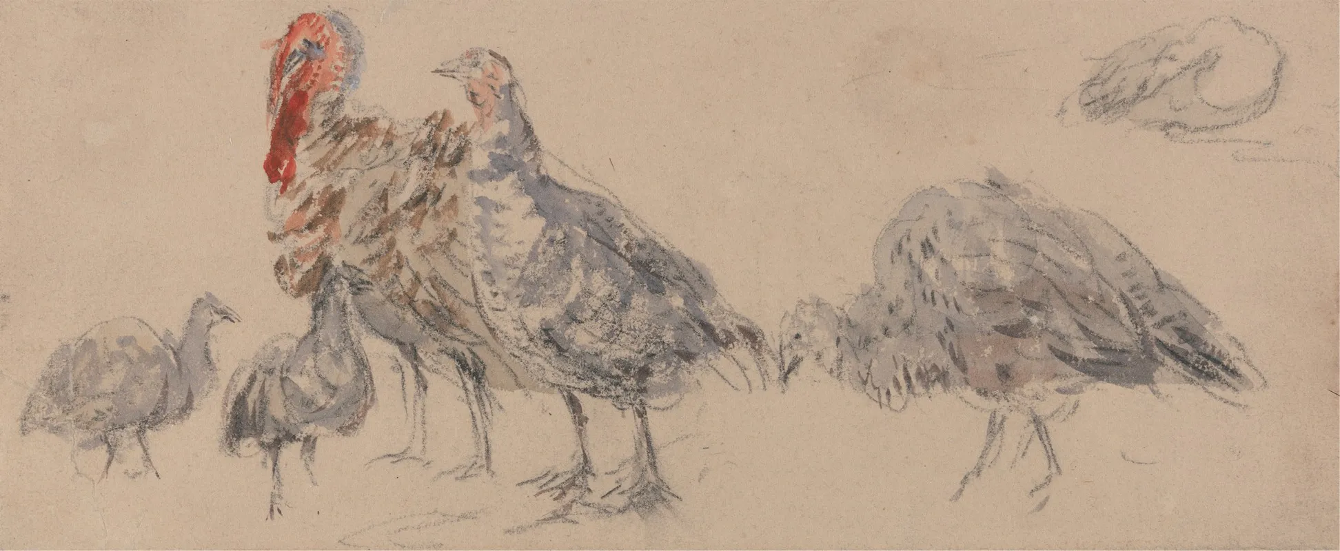 Study Of Turkeys Wall Art by David Cox - High-Resolution Digital Print