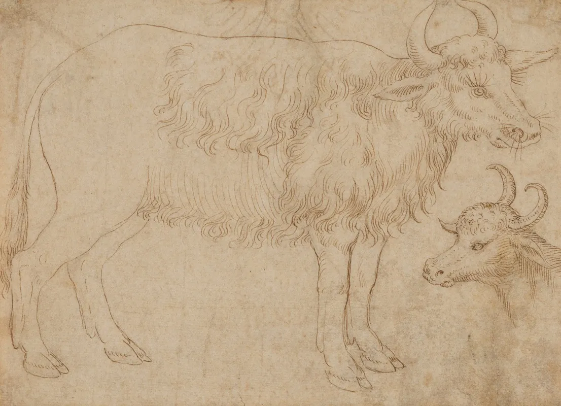 Study Of Two Bovine Animals