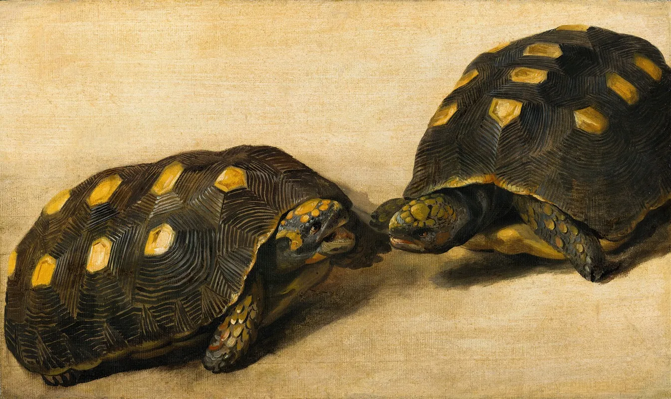 Study Of Two Brazilian Tortoises Wall Art by Albert Eckhout - High-Resolution Digital Print