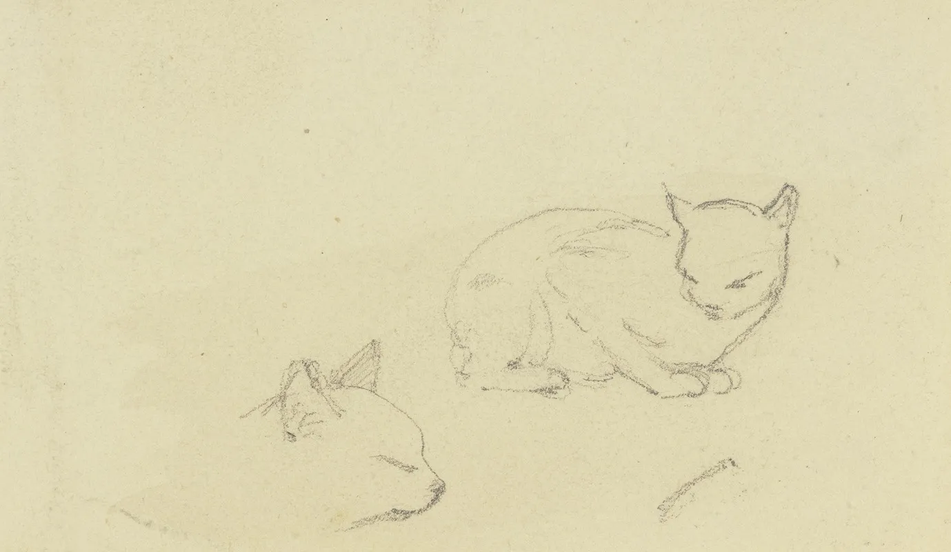 Study Sheet Cats