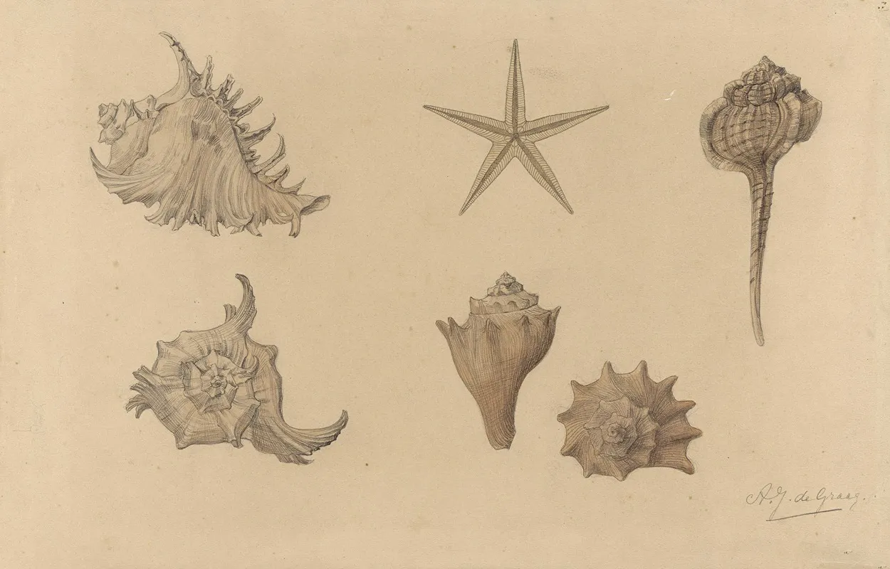 Study Sheet With Shells Wall Art by Julie de Graag - High-Resolution Digital Print