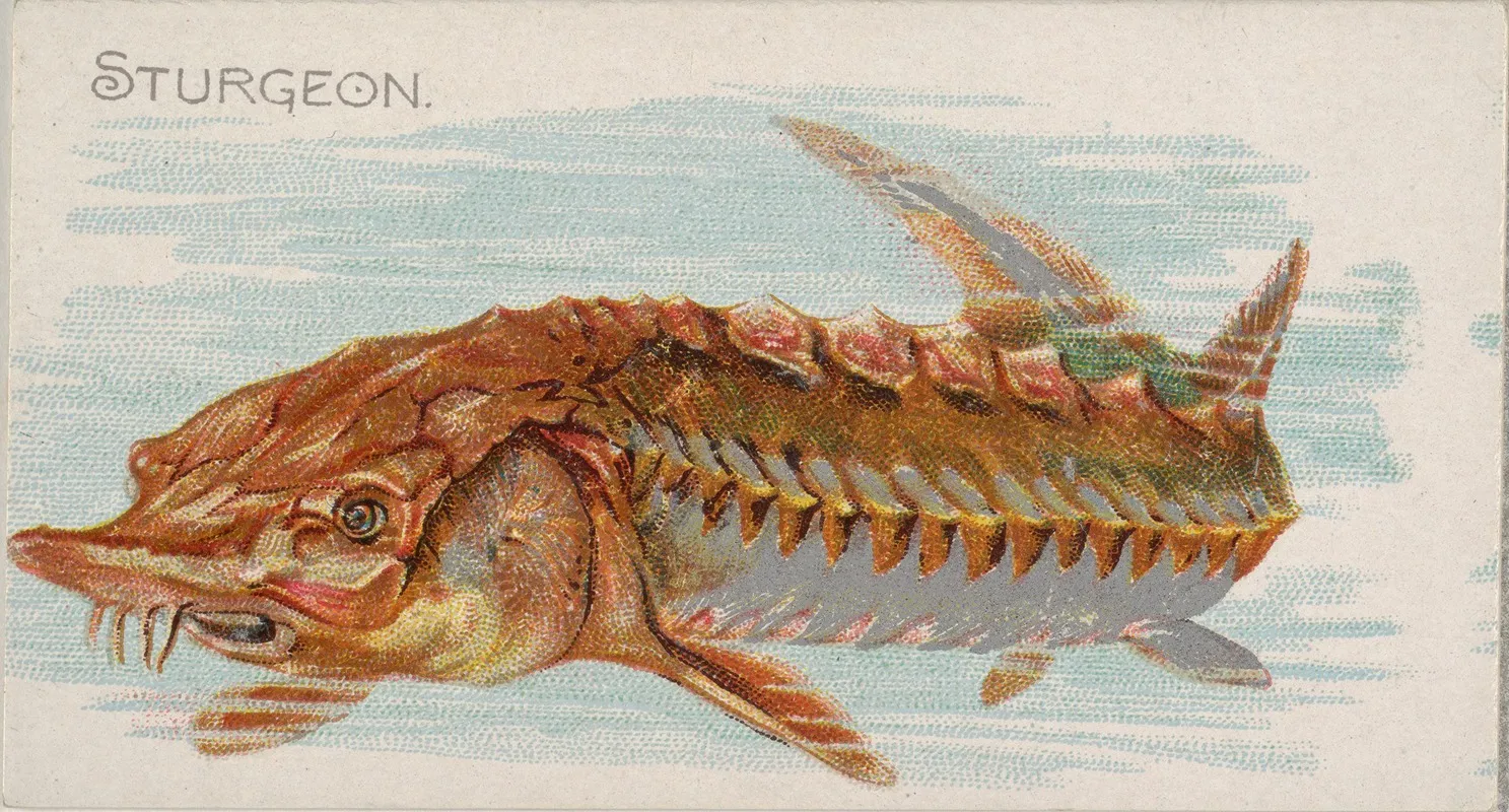 Sturgeon Wall Art by Allen &amp; Ginter - High-Resolution Digital Print