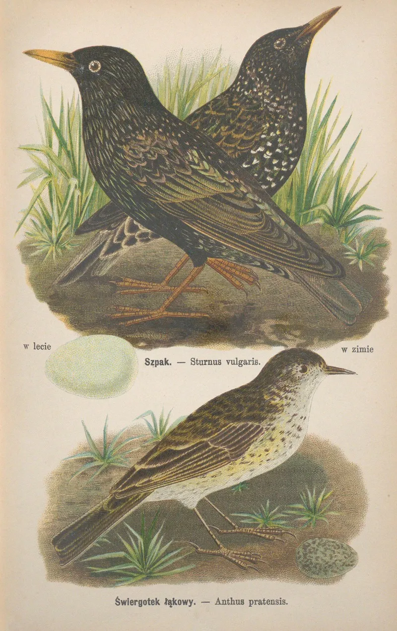 Sturnus Vulgaris Anthus Pratensis Wall Art by Bohdan Dyakowski - High-Resolution Digital Print