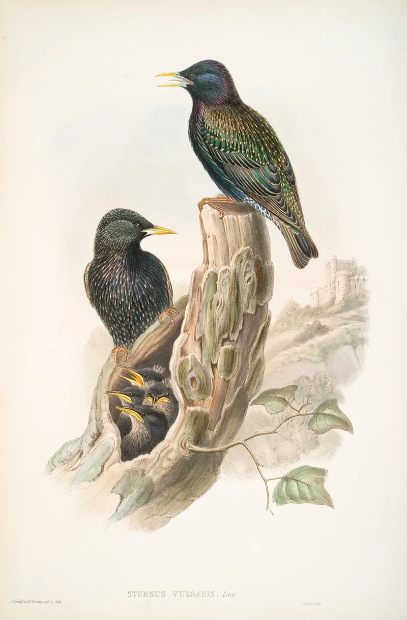 Sturnus Vulgaris Starling Wall Art by John Gould - High-Resolution Digital Print