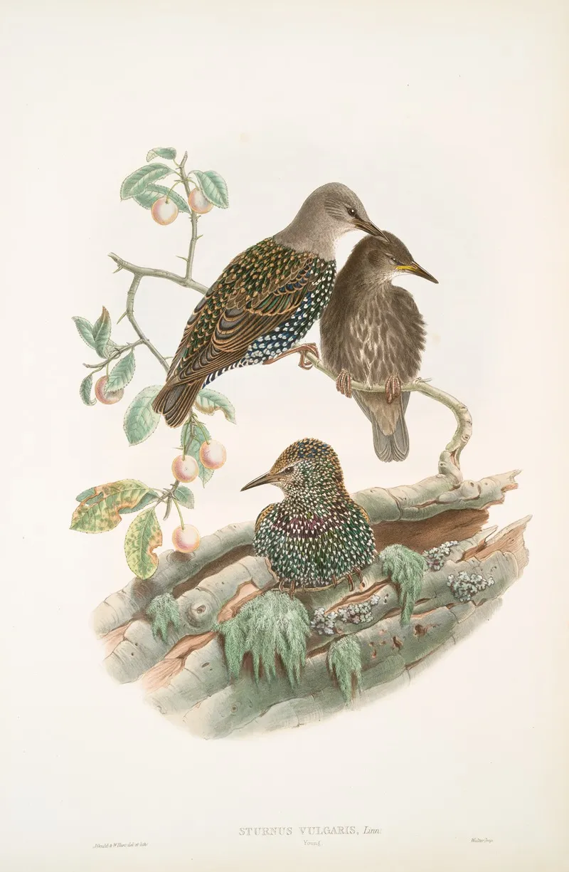 Sturnus Vulgaris Young Starling Young Wall Art by John Gould - High-Resolution Digital Print