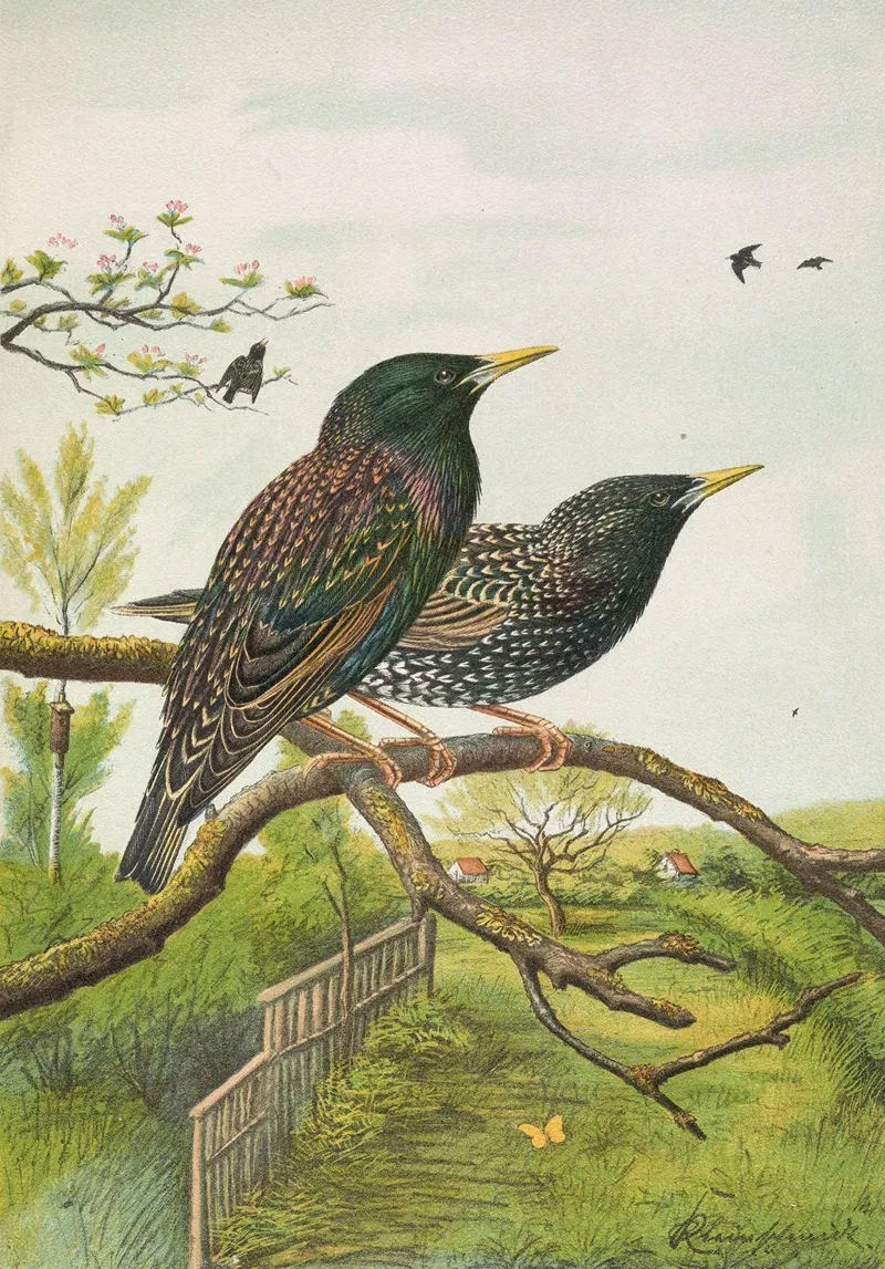 Sturnus Vulgaris Wall Art by Johann Friedrich Naumann - High-Resolution Digital Print