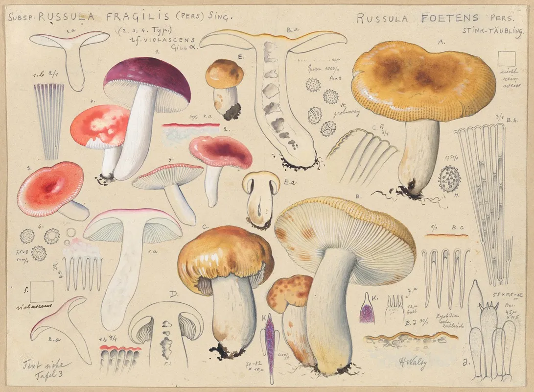 Subsp Russula Fragilis Pers Sing Russula Foetens Pers Wall Art by Hans Walty - High-Resolution Digital Print