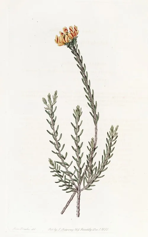Subumbellate Pultenaea Wall Art by Sydenham Edwards - High-Resolution Digital Print