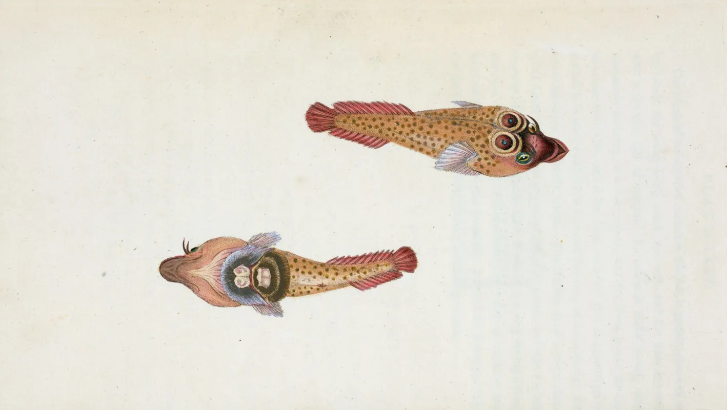 Sucker Ocellated Cyclopterus Ocellatus Wall Art by Edward Donovan - High-Resolution Digital Print