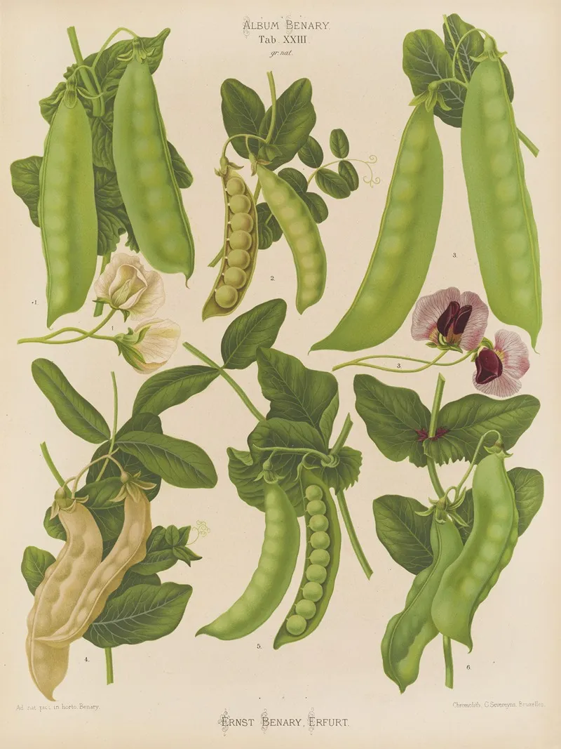 Sugar Or Edible Podded Peas Wall Art by Ernst Benary - High-Resolution Digital Print