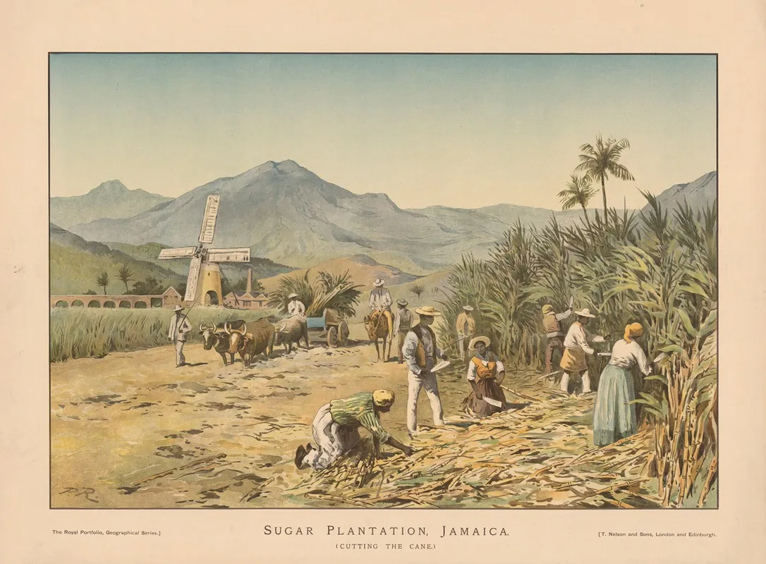 Sugar Plantation Jamaica Cutting The Cane