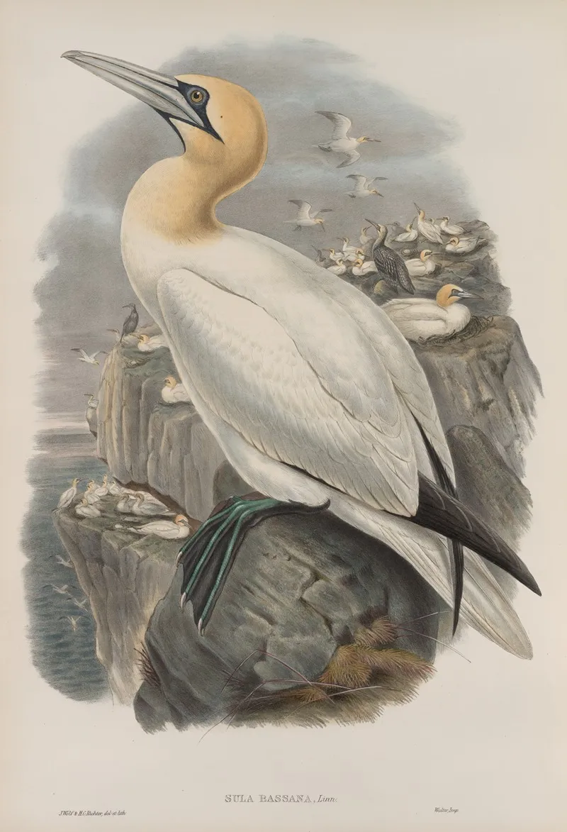 Sula Bassana Gannet Or Solan Goose Wall Art by John Gould - High-Resolution Digital Print