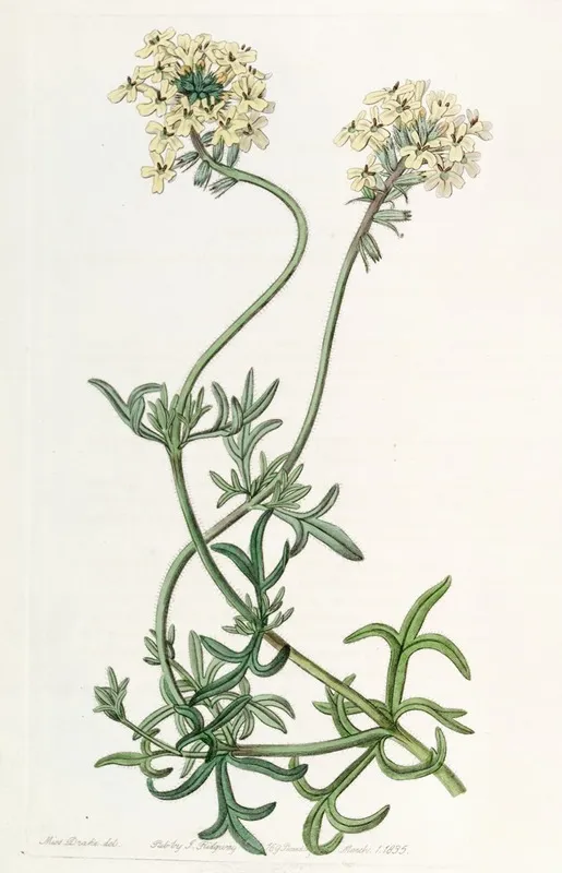 Sulphur Coloured Vervain Wall Art by Sydenham Edwards - High-Resolution Digital Print
