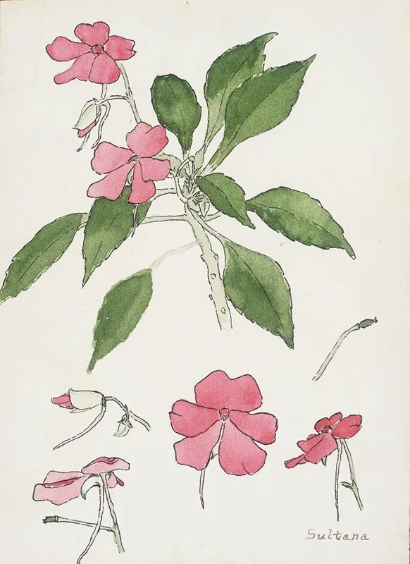 Sultana 2