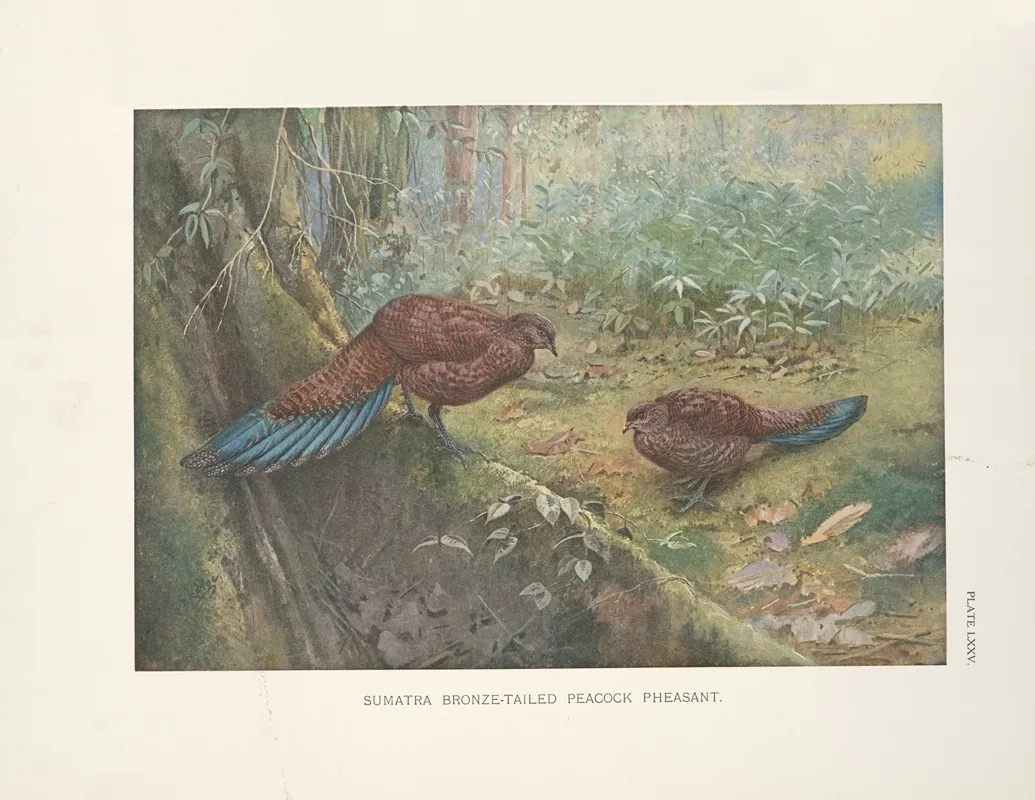 Sumatra Bronze Tailed Peacock Pheasant 2 Wall Art by George Edward Lodge - High-Resolution Digital Print