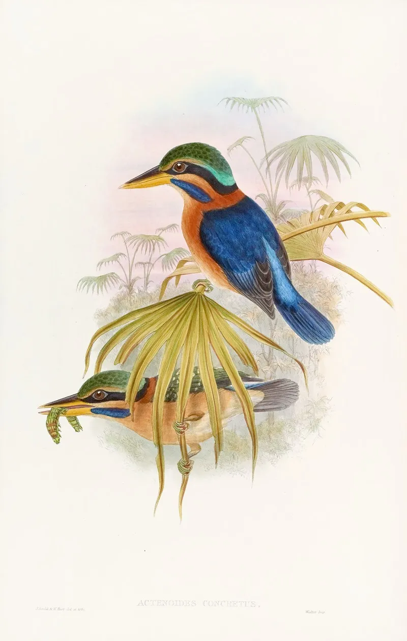 Sumatra Kingfisher Wall Art by John Gould - High-Resolution Digital Print