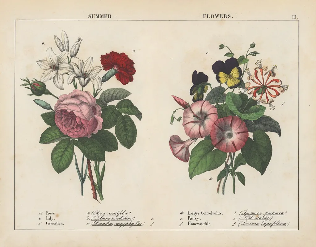 Summer Flowers 5 Wall Art by Charlotte Mary Yonge - High-Resolution Digital Print