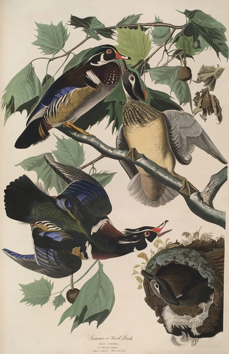 Summer Or Wood Duck 2 Wall Art by John James Audubon - High-Resolution Digital Print