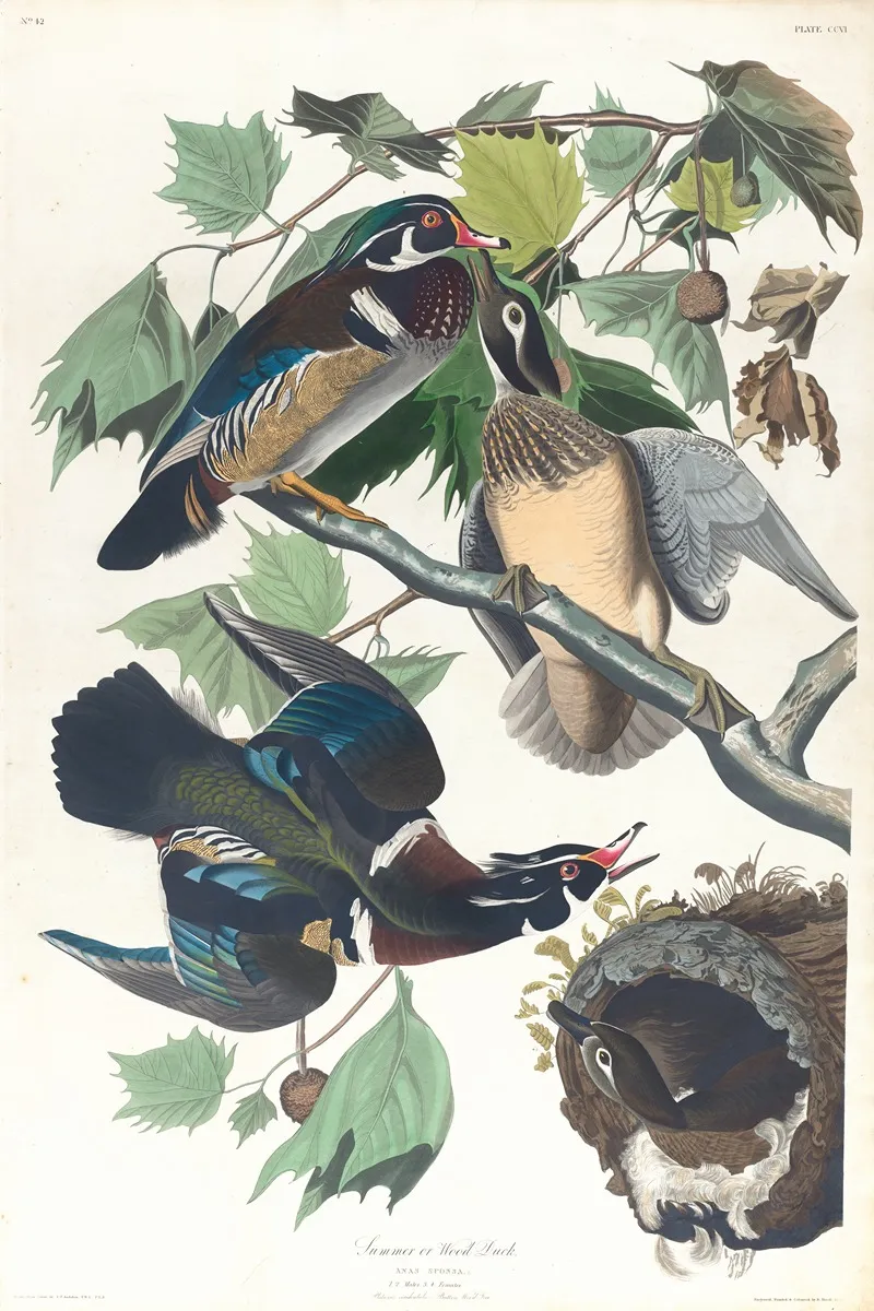 Summer Or Wood Duck Wall Art by John James Audubon - High-Resolution Digital Print