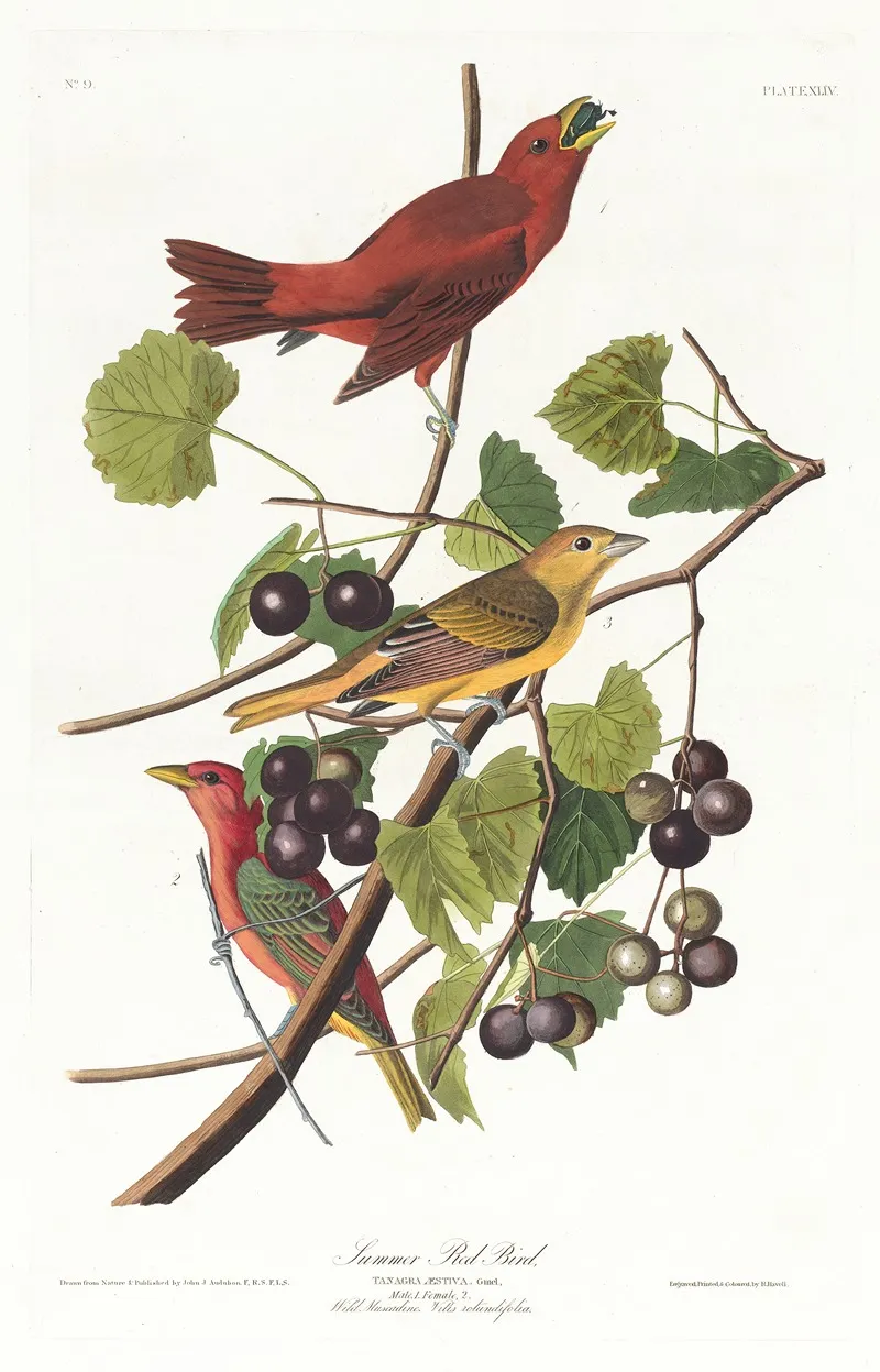 Summer Red Bird Wall Art by John James Audubon - High-Resolution Digital Print