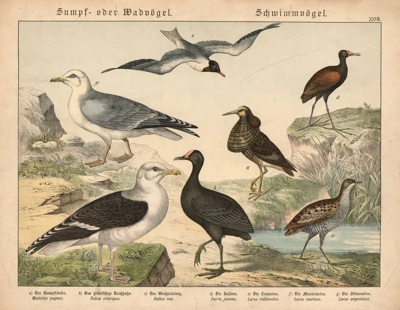 Sumpf Oder Wadvogel Schwimmvogel Wall Art by Gotthilf Heinrich von Schubert - High-Resolution Digital Print