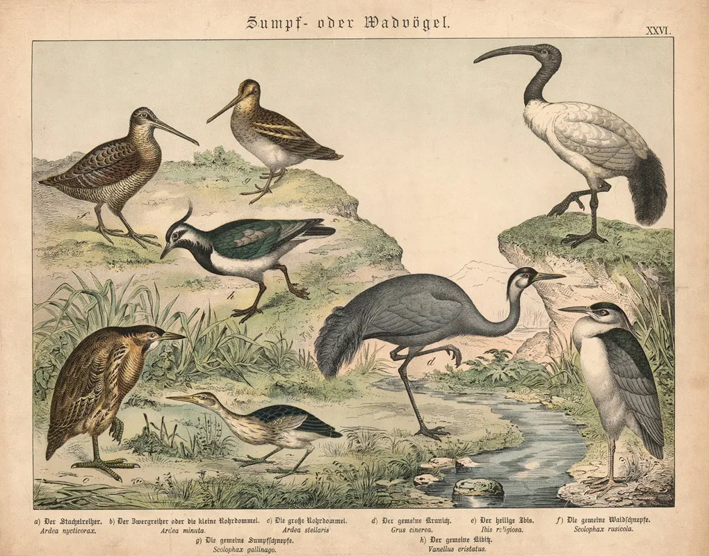 Sumpf Oder Wadvogel Wall Art by Gotthilf Heinrich von Schubert - High-Resolution Digital Print