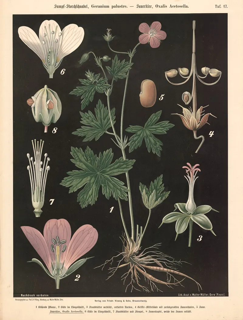 Sumpf Storchschnabel Geranium Palustre Sauerklee Oxalis Acetoselia