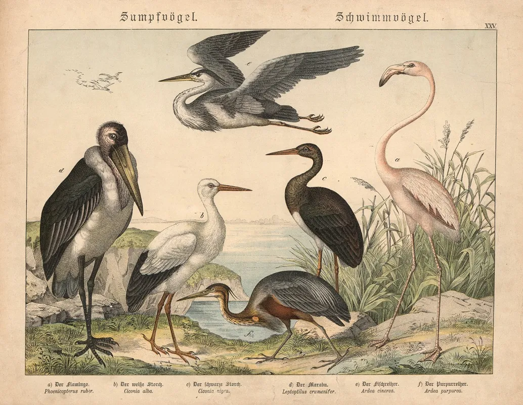 Sumpfvogel Schwimmvogel Wall Art by Gotthilf Heinrich von Schubert - High-Resolution Digital Print