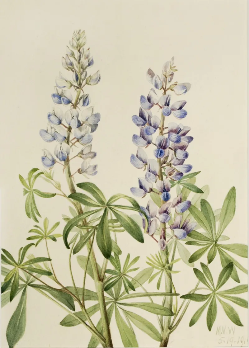 Sun Dial Lupine Lupinus Perennis 2