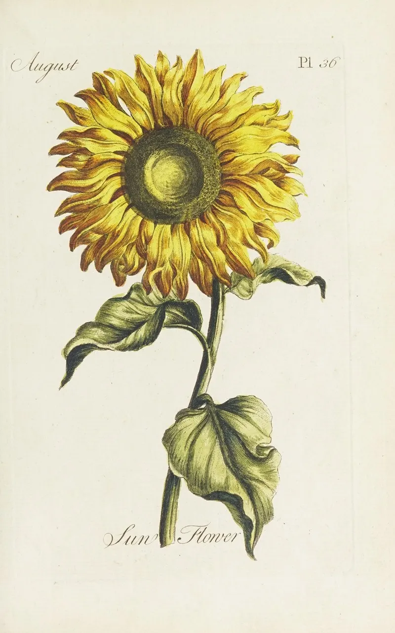 Sun Flower Wall Art by Carington Bowles - High-Resolution Digital Print