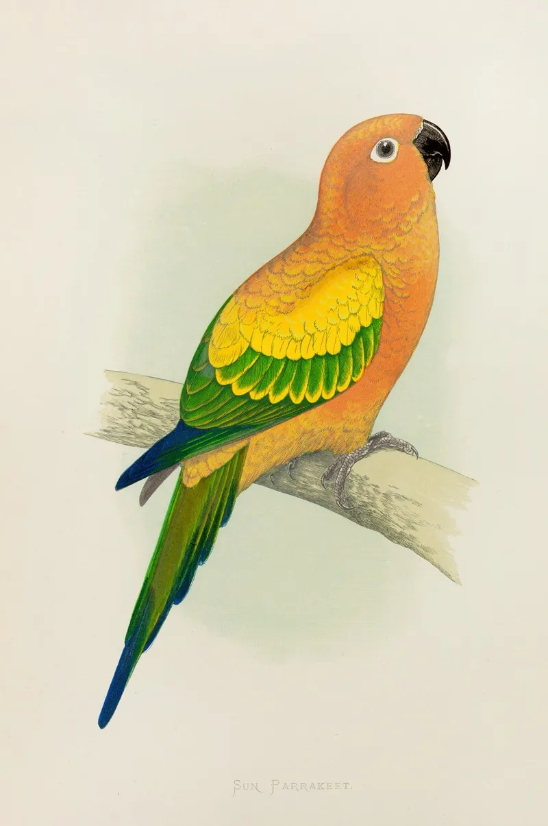 Sun Parrakeet Or Yellow Conure Wall Art by Alexander Francis Lydon - High-Resolution Digital Print