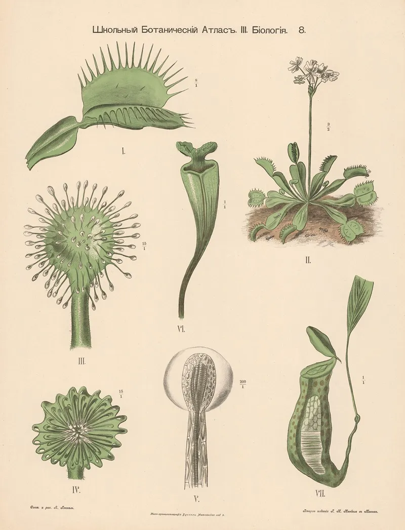 Sundew Carnivorous Wall Art by Alexander-Paul Henckel - High-Resolution Digital Print