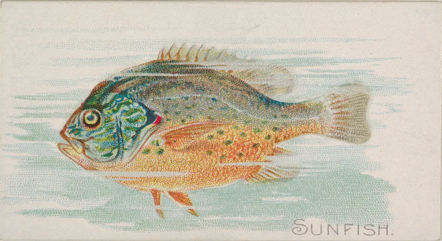 Sunfish Wall Art by Allen &amp; Ginter - High-Resolution Digital Print