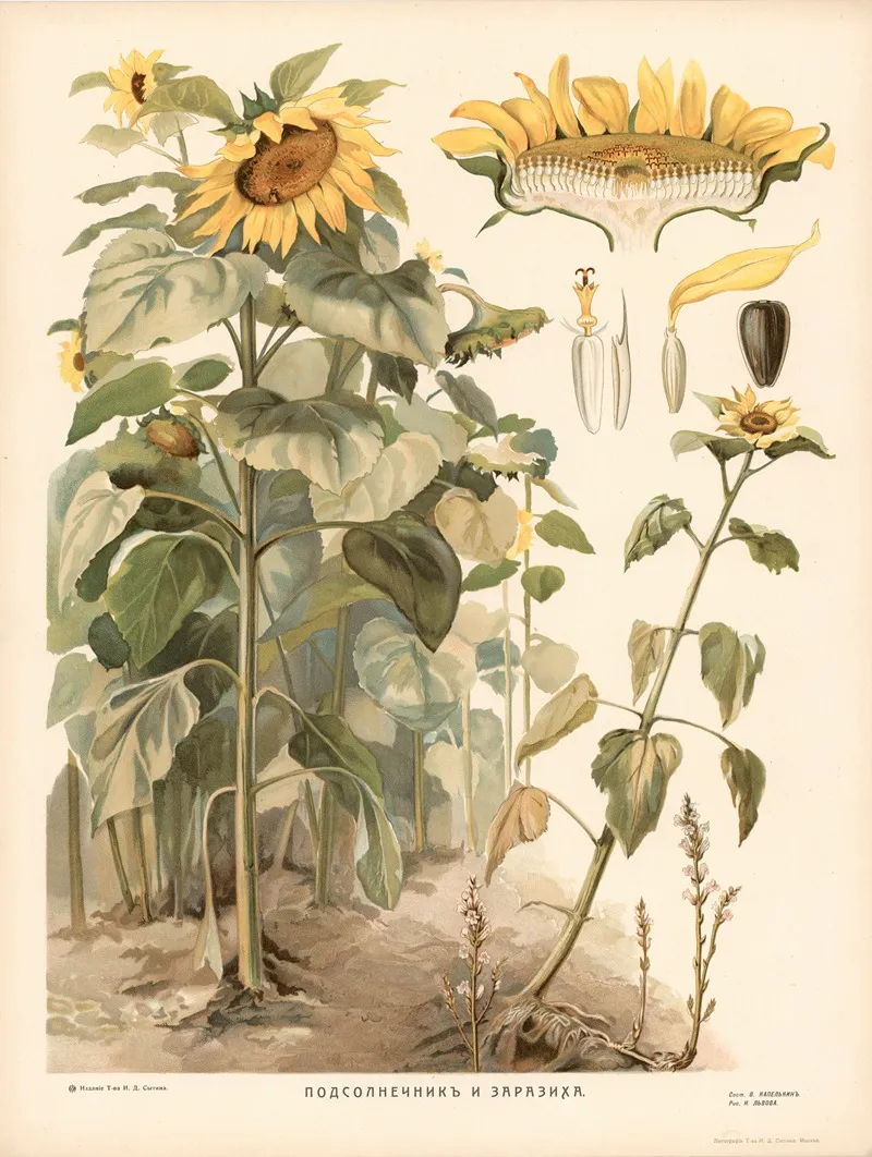 Sunflower 3 Wall Art by T-va I. D. Sytina - High-Resolution Digital Print