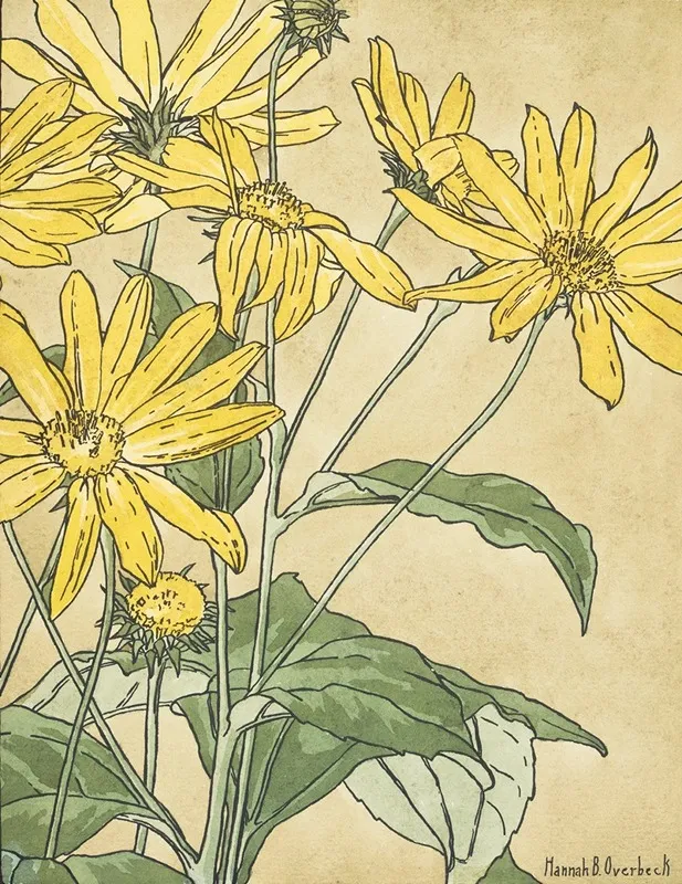 Sunflowers Possibly Jerusalem Artichoke