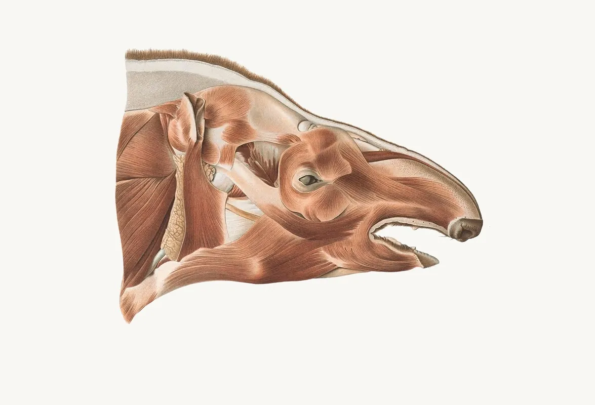 Superficial Facial Muscles Of A Tapir Wall Art by Johan Erik Vesti Boas - High-Resolution Digital Print