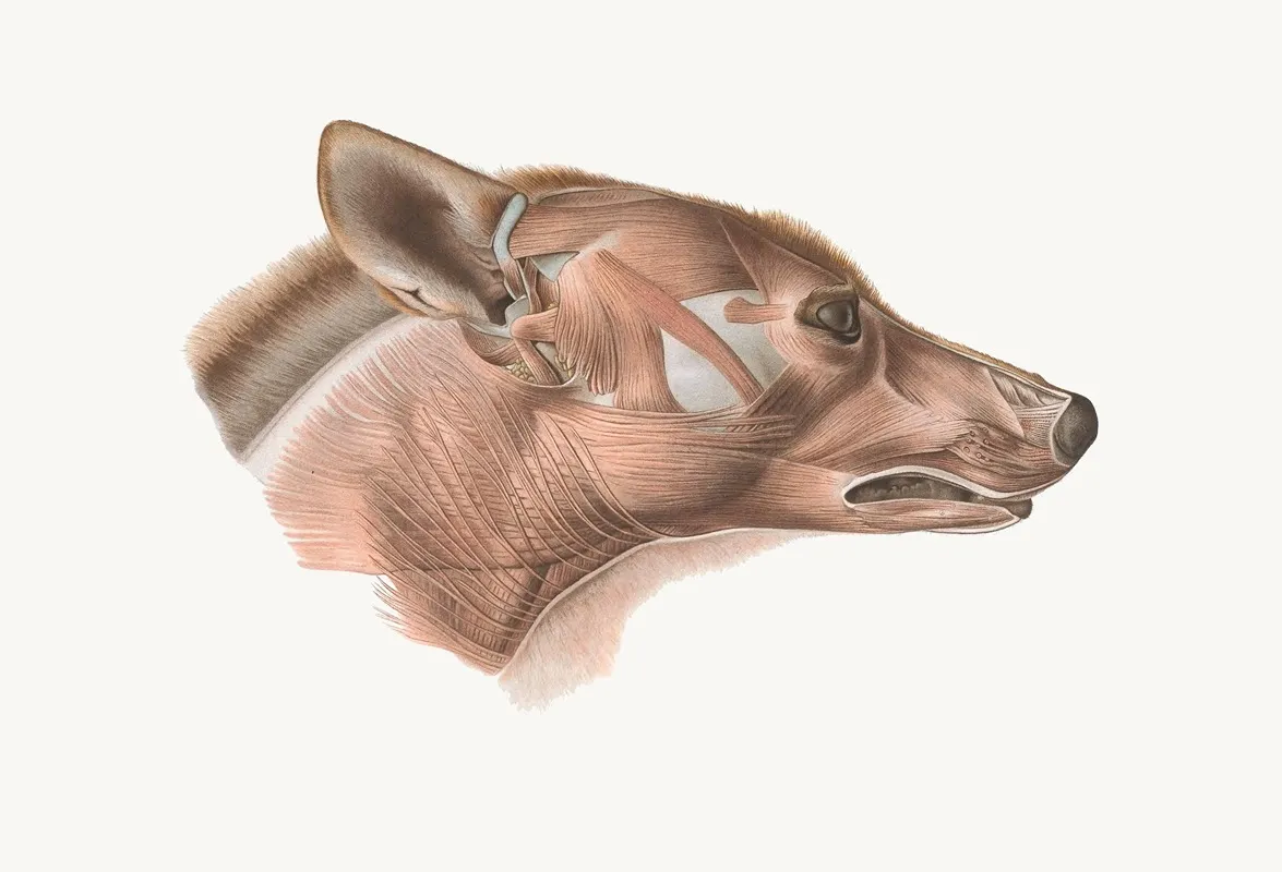 Superficial Facial Muscles Of Canis Lupus Wall Art by Johan Erik Vesti Boas - High-Resolution Digital Print