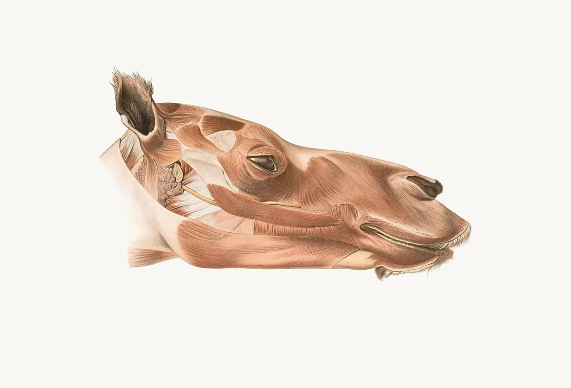 Superficial Facial Muscles Of Dromedary Wall Art by Johan Erik Vesti Boas - High-Resolution Digital Print