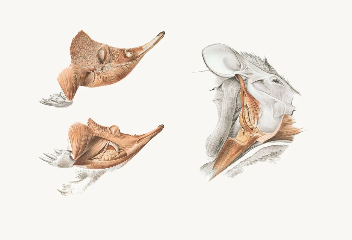 Superficial Facial Muscles Of Echidna Wall Art by Johan Erik Vesti Boas - High-Resolution Digital Print