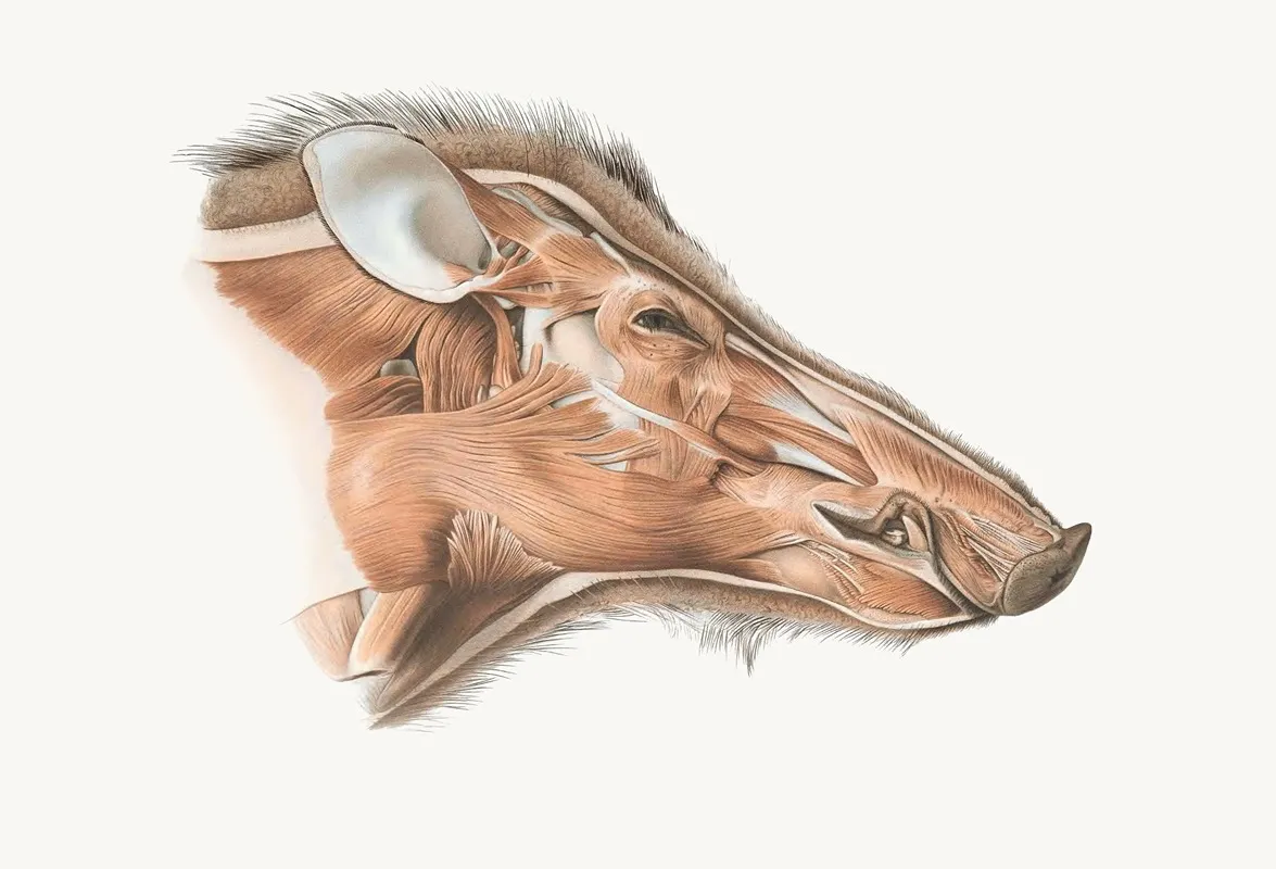 Superficial Facial Muscles Of Wild Boar Wall Art by Johan Erik Vesti Boas - High-Resolution Digital Print