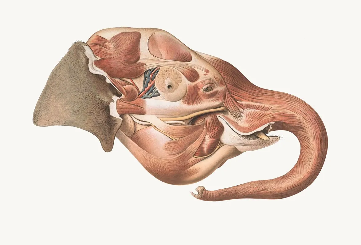 Superficial Muscles Of Right Side Of The Elephants Head Wall Art by Johan Erik Vesti Boas - High-Resolution Digital Print