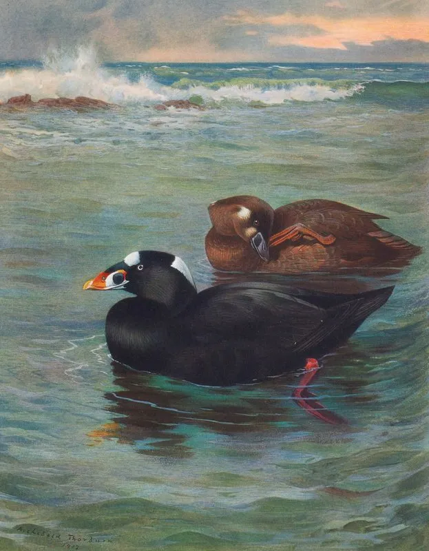 Surf Scoter 2 Wall Art by Archibald Thorburn - High-Resolution Digital Print