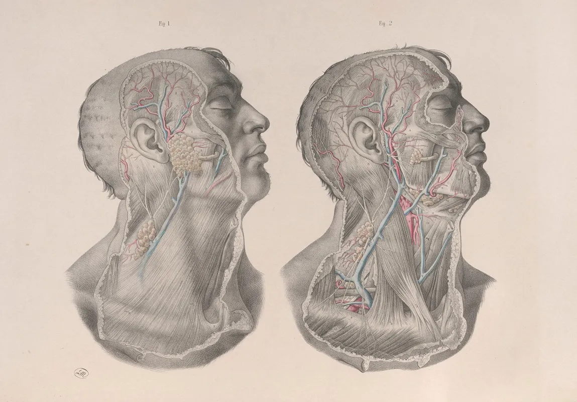 Surgical Anatomy Pl 05 Wall Art by Joseph Maclise - High-Resolution Digital Print