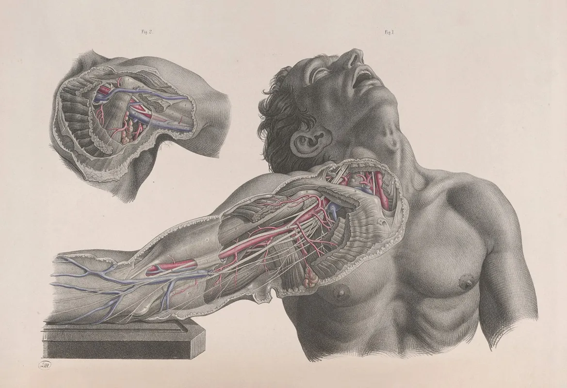 Surgical Anatomy Pl 09 Wall Art by Joseph Maclise - High-Resolution Digital Print