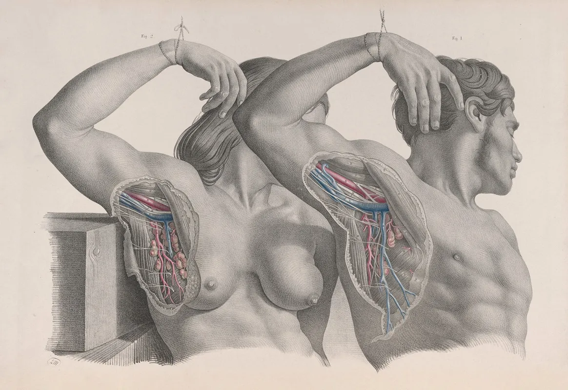 Surgical Anatomy Pl 10 Wall Art by Joseph Maclise - High-Resolution Digital Print